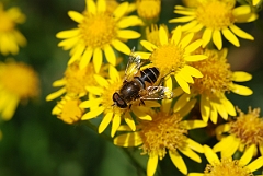 David Plant Photography - Wildlife Photography - Eristalis interruptus - A